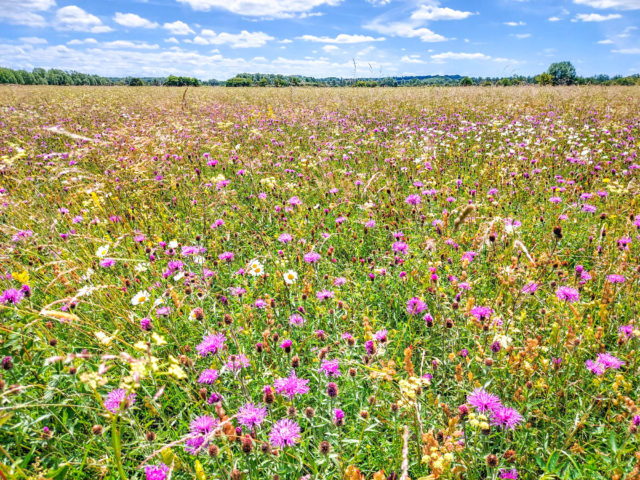 field full of flowers