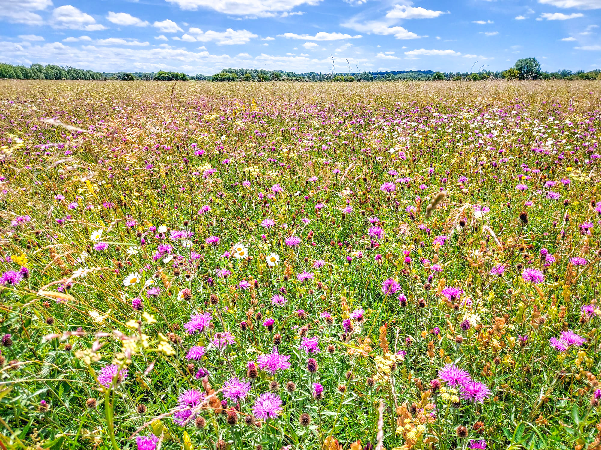 field full of flowers