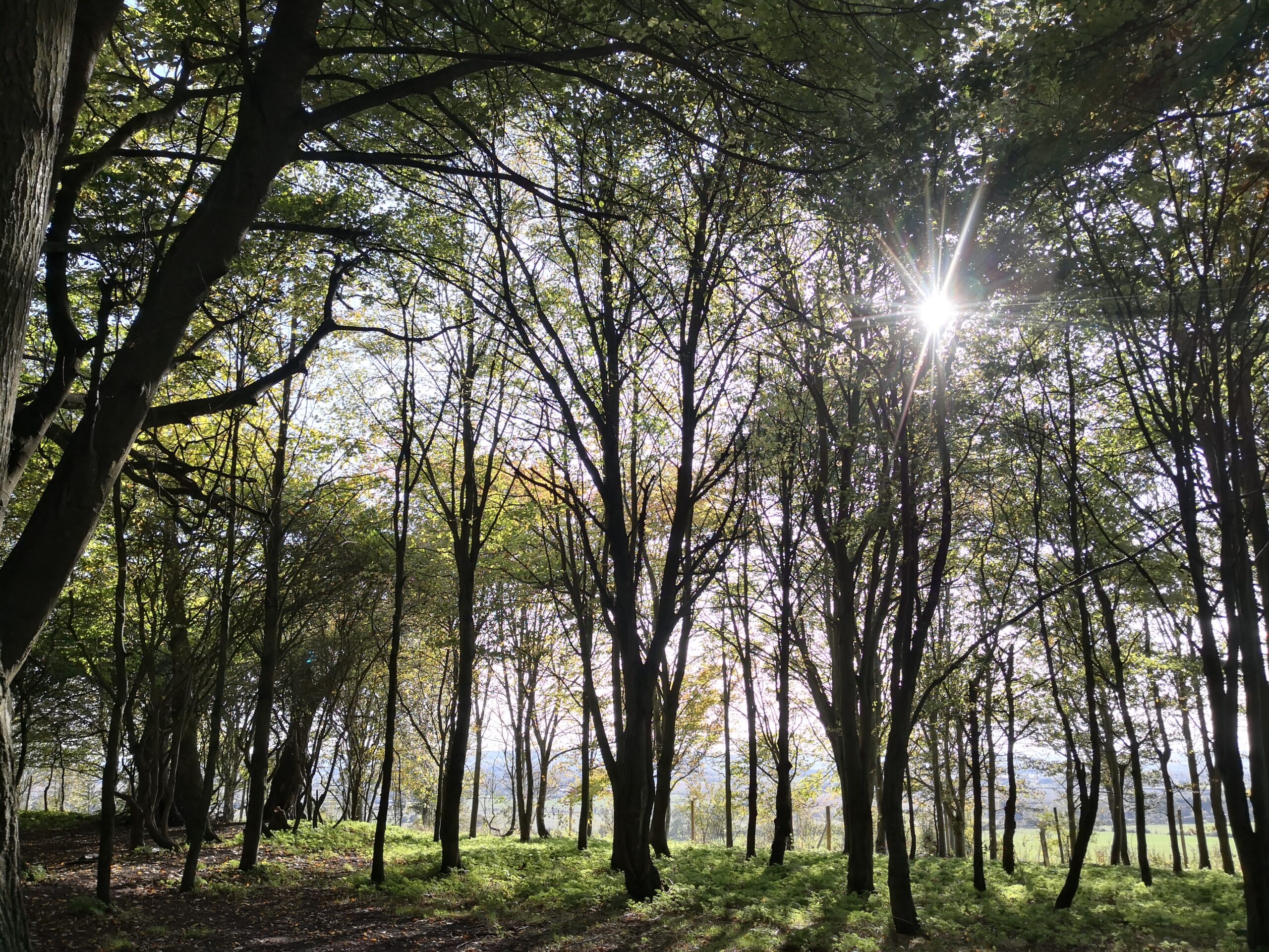 Trees at Wittenham Clumps