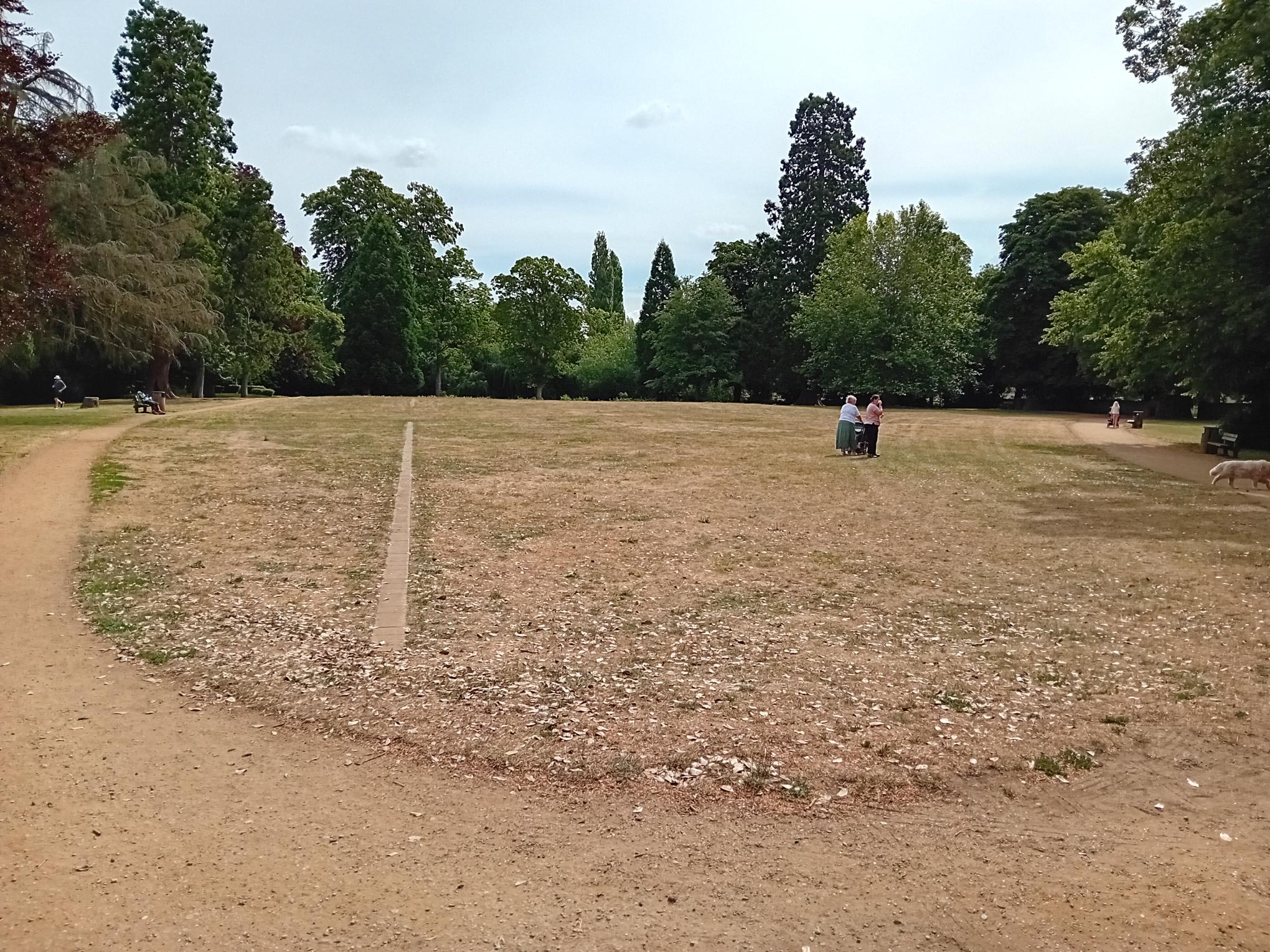 parched grass