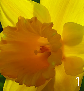 Daffodil