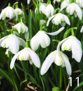 Snowdrops