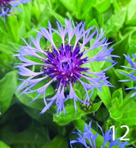 Cornflower