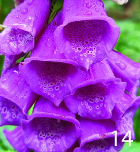 Foxglove