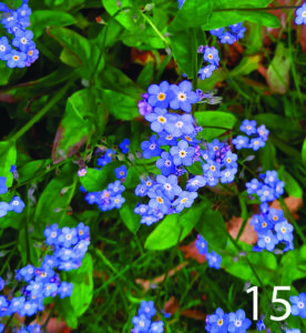 Forget-me-not