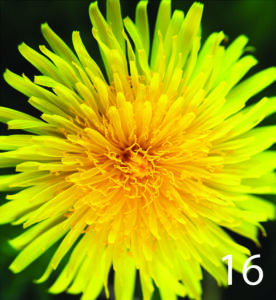 Dandelion