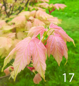 Japanese maple