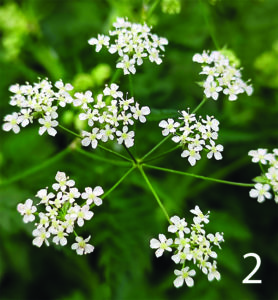 Cow parsley