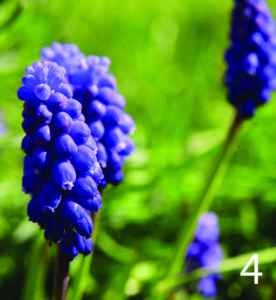 Grape hyacinth