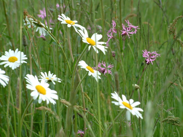 wildflower meadows