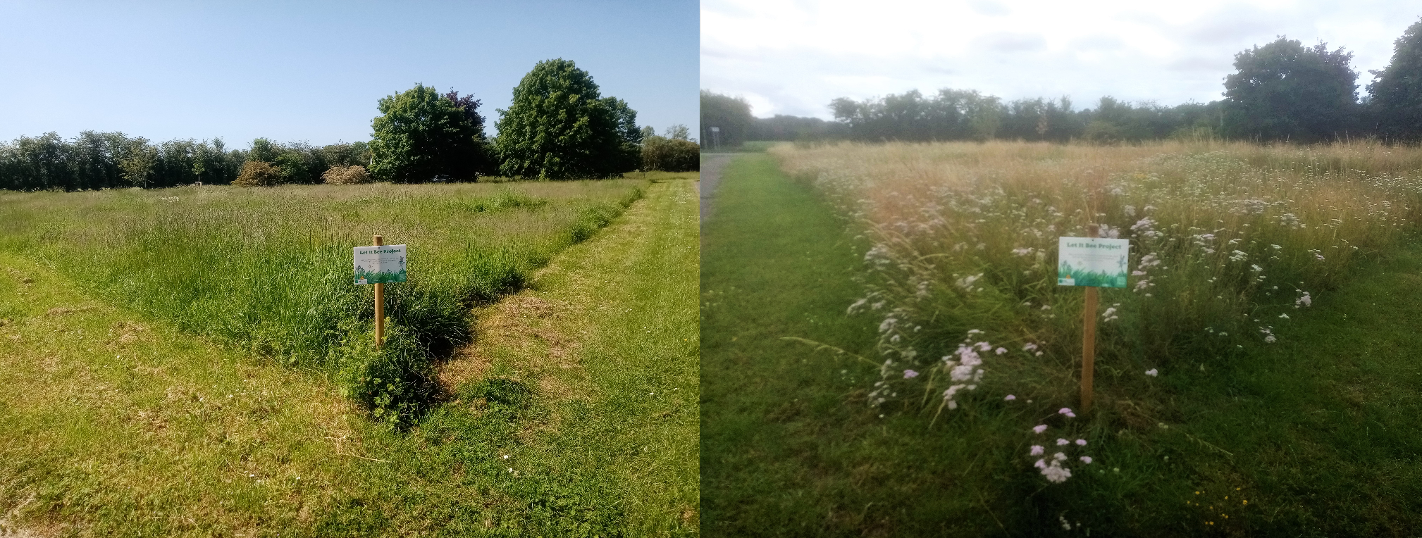 How we’re ‘Letting It Bee’ for Love Parks Week